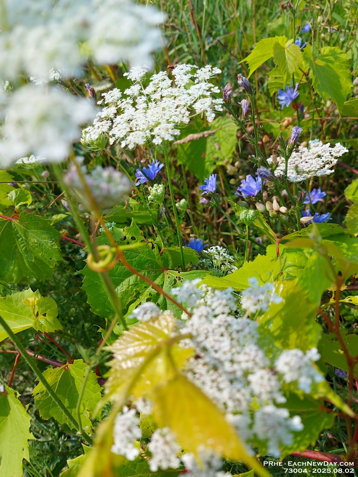 73004LeUsm - Queen Anne's Lace, Clayt French Park